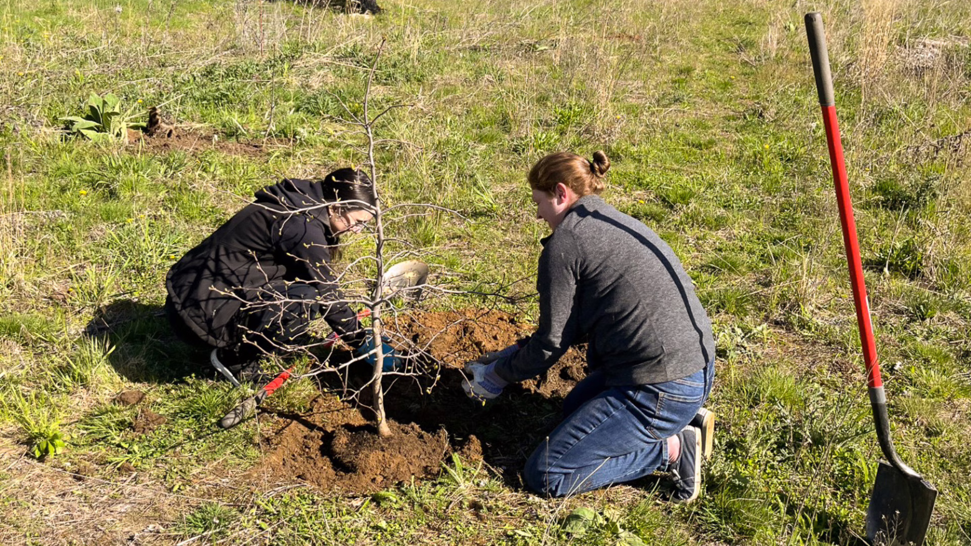 Team members volunteering for planting trees with LCWM.